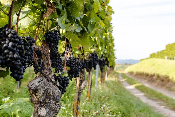Les Grappes Raisins Frais Noirs Mûrs Bio Délicieux Vignoble Kaiserstuhl — Photo