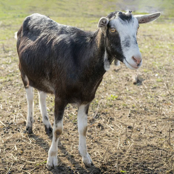 Nahaufnahme Einer Ziege Auf Dem Hof — Stockfoto