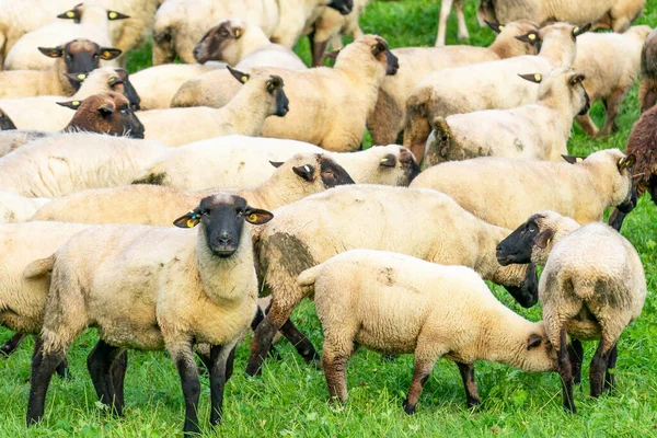 野原の静かな羊の群れ — ストック写真