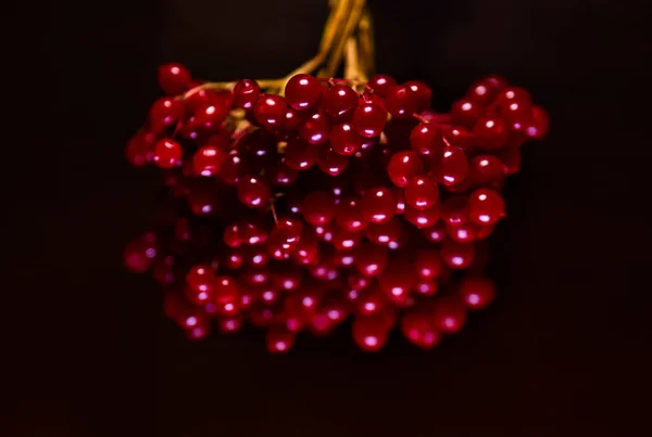 Detailní Záběr Visící Banda Guelder Růží Izolovaných Černém Pozadí — Stock fotografie