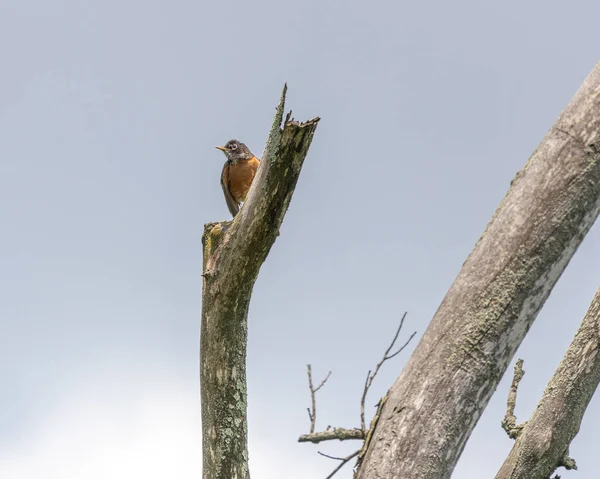 Маленькая Птичка Сидящая Дереве Заповеднике Эрнеста Ороса Авенеле Нью Джерси — стоковое фото