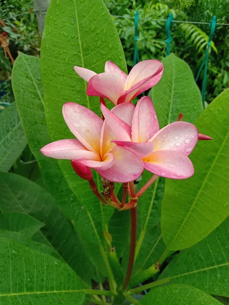 Close Pink Colored Beautiful Flower Stock Garden Harvest — Stockfoto