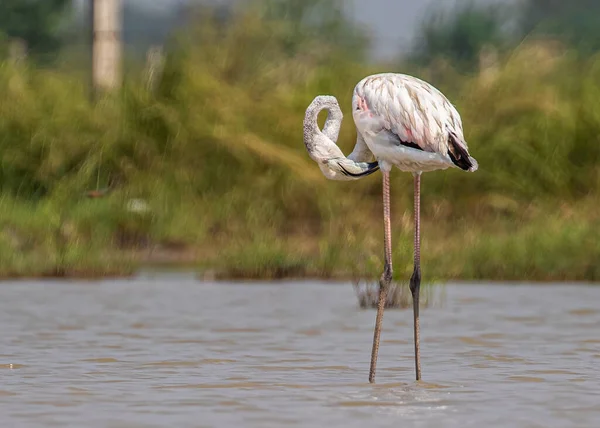 Selective Focus Shot Flamingo Cleaning Its Feathers Lake — Fotografia de Stock