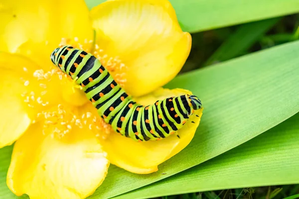 Caterpillar Old World Swallowtail Papilio Machaon Yellow Rose — Stok fotoğraf