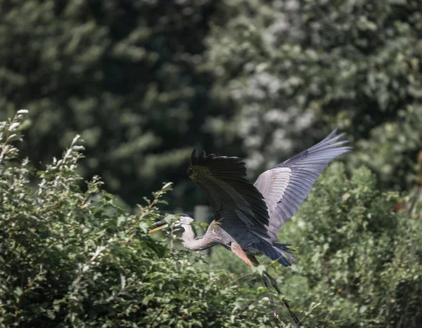 Gray Heron Flying Bushes Ernest Oros Wildlife Preserve Avenel New — стоковое фото