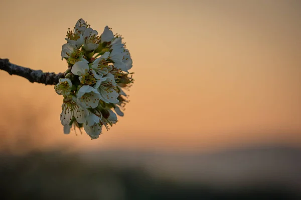 Eine Selektive Fokusaufnahme Weißer Blüten Eines Apfelbaums Bei Sonnenaufgang — Stockfoto