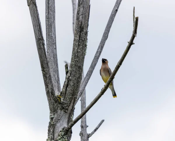 Невеликий Птах Сидить Дереві Ernest Oros Wildlife Preserve Avenel New — стокове фото