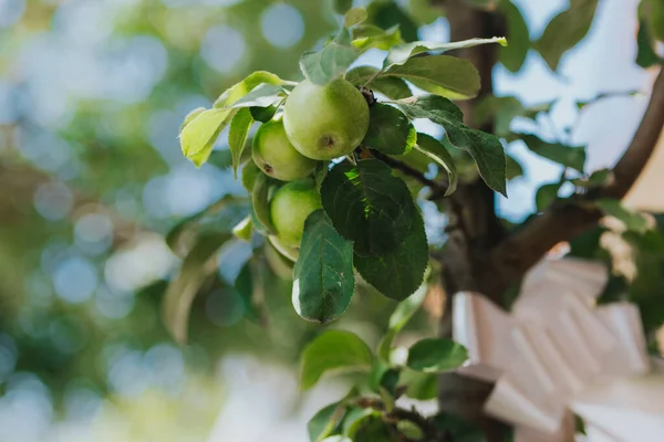 Ένα Επιλεκτικό Πλάνο Εστίασης Της Ωρίμανσης Φρέσκα Πράσινα Μήλα Στο — Φωτογραφία Αρχείου