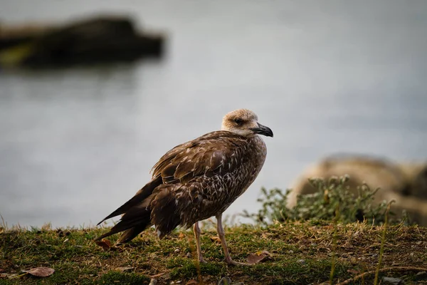 Selective Focus Shot Seagull — Φωτογραφία Αρχείου