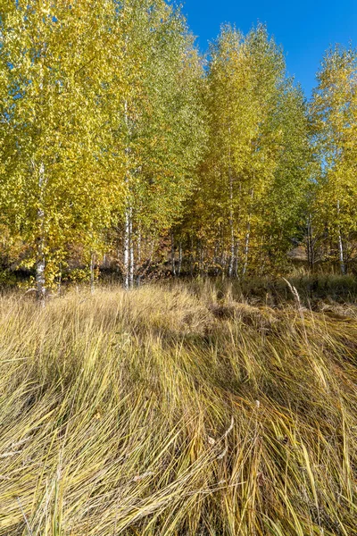 Pionowe Zbliżenie Gęstej Suchej Trawy Lesie Pięknymi Żółtymi Drzewami Słoneczny — Zdjęcie stockowe