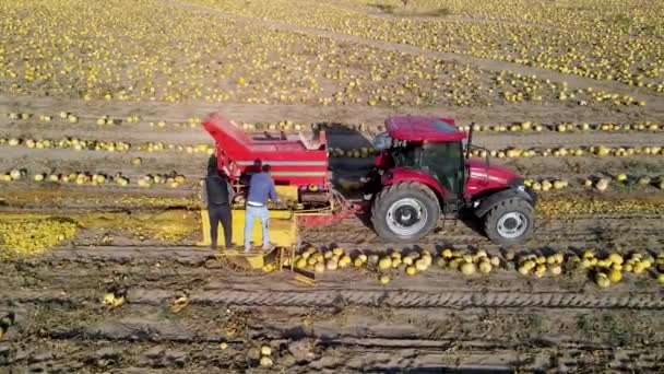 赤と黄色のフィールドを耕すトラクター — ストック動画