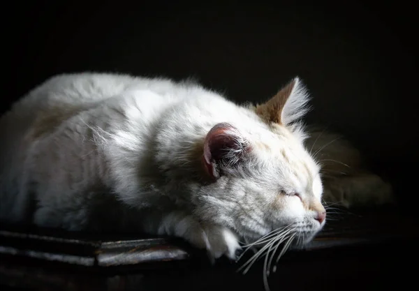 Closeup Shot White Cat Lying Table — Foto Stock