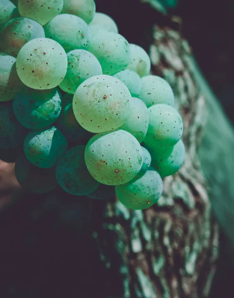 Närbild Gröna Saftiga Vindruvor Med Suddig Bakgrund — Stockfoto