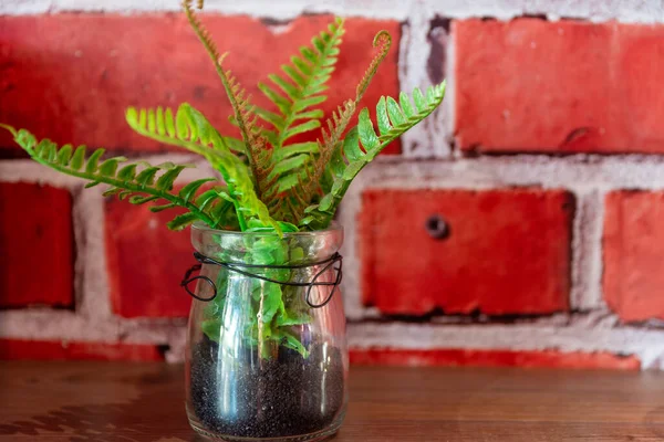 Close Uma Planta Samambaia Pote Vidro Mesa Com Fundo Tijolos — Fotografia de Stock