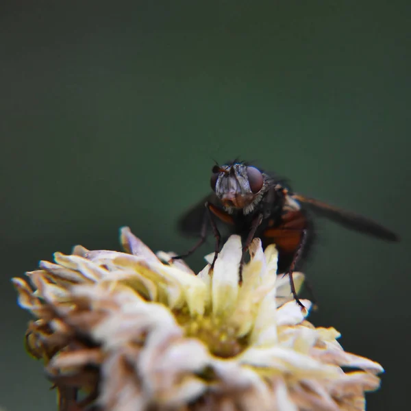 Primer Plano Una Mosca Una Flor Crisantemo Descolorida Jardín — Foto de Stock