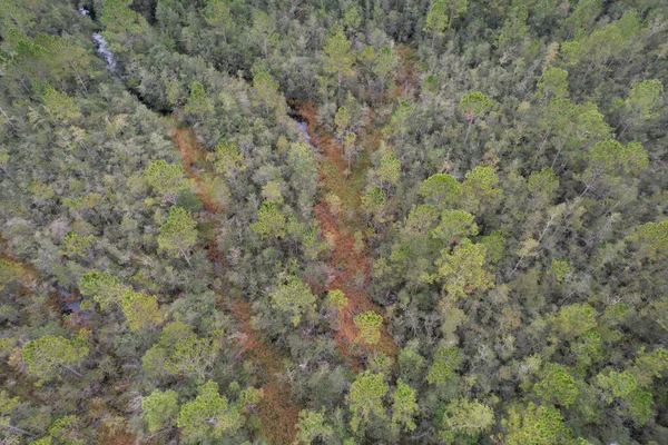 Batı Virginia Sonbaharda Güzel Bir Orman Görüntüsü — Stok fotoğraf