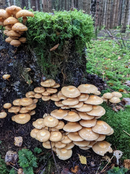 Een Gedraaid Verticaal Schot Van Honing Paddestoelen — Stockfoto