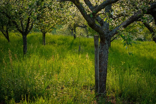 Ein Feld Mit Obstbäumen Frühling — Stockfoto