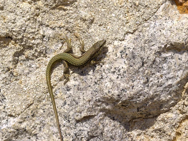 Iberian Wall Lizard Crawling Rock Podarcis Hispanica Spain — Stock fotografie