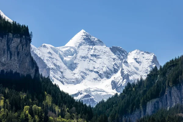 Een Besneeuwde Berg Een Dicht Woud Bij Zonsopgang — Stockfoto