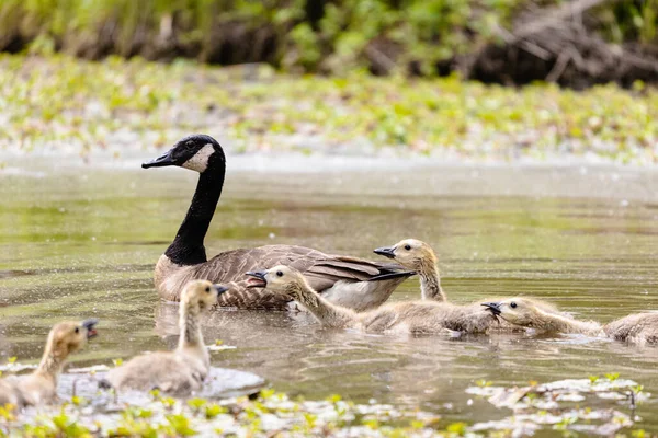 Μια Οικογένεια Χηνών Στο Ernest Oros Wildlife Preserve Στο Avenel — Φωτογραφία Αρχείου