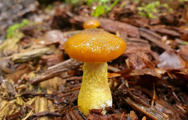 Mushroom Forest Ground — Stockfoto