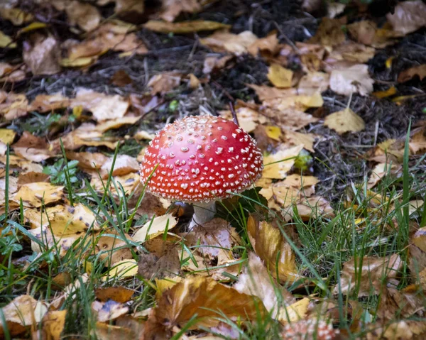 Photo Beau Mashrooms Dans Forêt — Photo