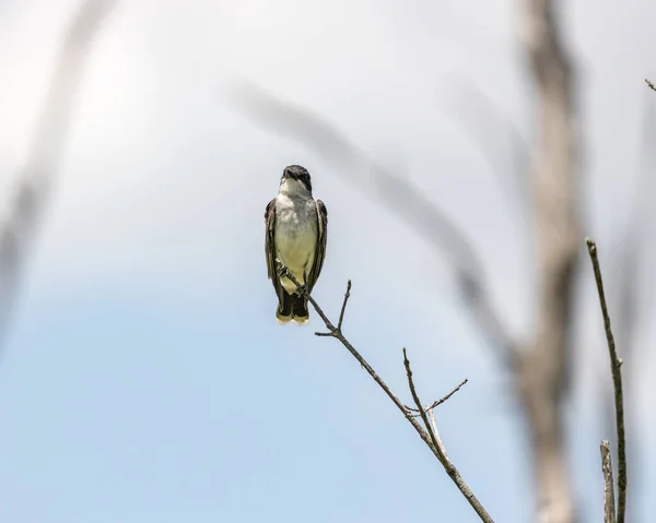 Een Kleine Vogel Een Boom Bij Ernest Oros Wildlife Preserve — Stockfoto