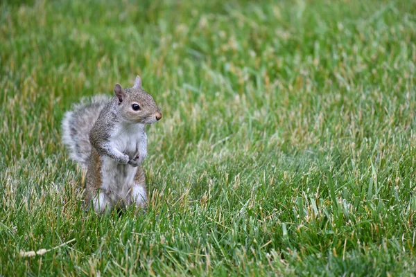 一只可爱的松鼠在草地上拍的特写 — 图库照片