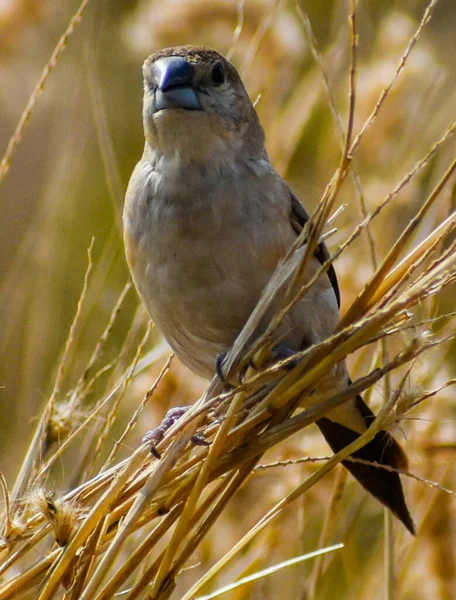 草原の芝生のわらに腰掛けている茶色のパッセリンの鳥の選択的な焦点ショット — ストック写真