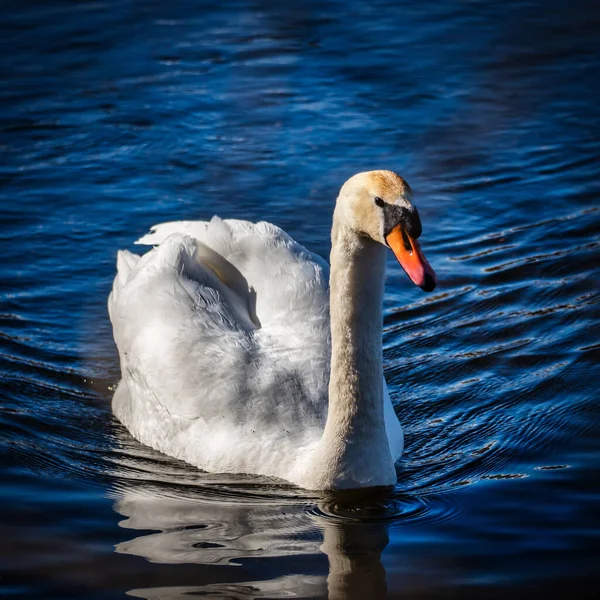 Närbild Vit Svan Som Simmar Damm — Stockfoto