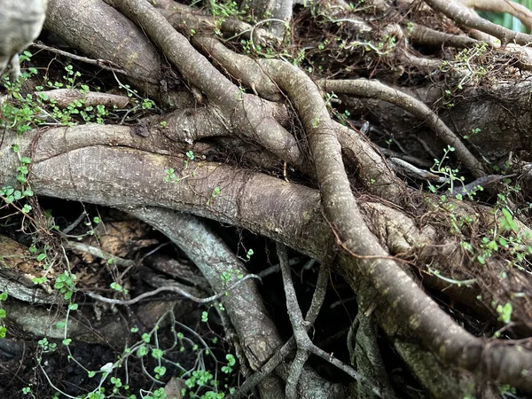 Detailní Záběr Rostoucí Kořeny Stromu Pokryté Malými Rostlinami — Stock fotografie
