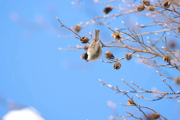 Ağaçtaki Bir Kuşun Alçak Açılı Görüntüsü Açık Gökyüzü Arka Grou — Stok fotoğraf