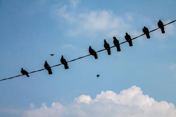 Низкоугольный Снимок Сидящих Веревке Птиц — стоковое фото