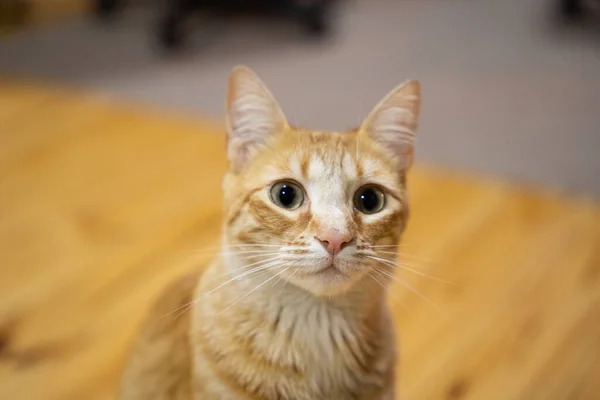Cute Brown Cat Blurred Background Home — Fotografia de Stock