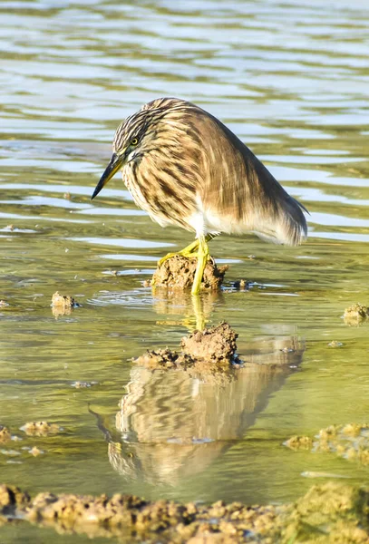 Closeup Indian Pond Heron Pond — Photo