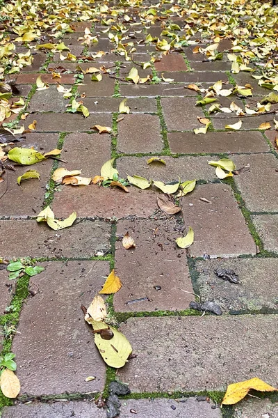 Фон Кирпичной Дорожки Желтыми Листьями После Дождя — стоковое фото