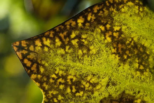 Ένα Κοντινό Πλάνο Ενός Φύλλου Κίτρινες Μαύρες Κηλίδες Στο Θολό — Φωτογραφία Αρχείου