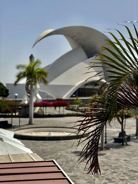 Achthoek Botanische Tuin Van Palmetum Santa Cruz Spanje — Stockfoto