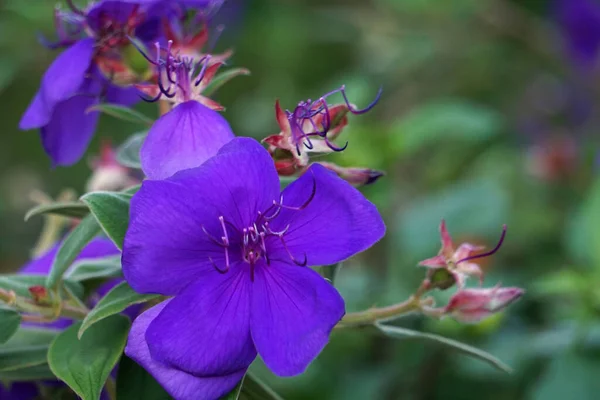 Delicate Blue Flowers Brazilian Spider Plant Blurred Background — Stok fotoğraf