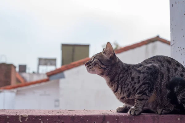 一只可爱的胖胖的猫好奇地抬起头 准备跳楼 — 图库照片