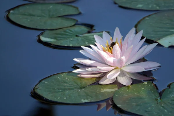 Bee Perched White Waterlily Flower Pond — Stock Photo, Image