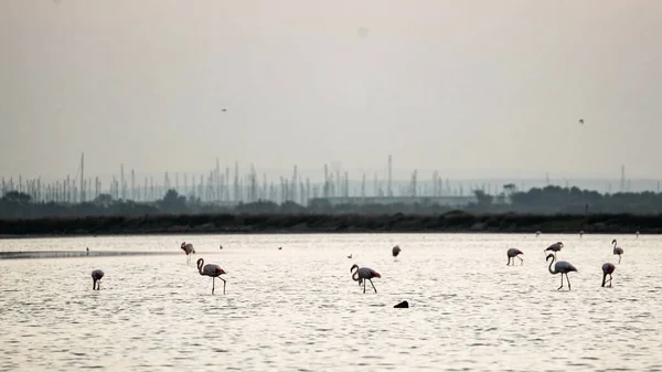 Een Prachtig Shot Van Schattige Flamingo Het Water Het Strand — Stockfoto