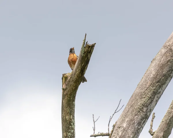 Liten Fågel Placerad Ett Träd Vid Ernest Oros Wildlife Preserve — Stockfoto