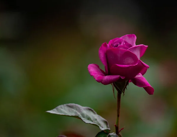 Ένα Κοντινό Πλάνο Ενός Ροζ Τριαντάφυλλου Έναν Κήπο Κατά Διάρκεια — Φωτογραφία Αρχείου