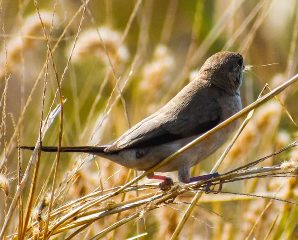 Een Selectieve Focusopname Van Een Bruine Zangvogel Die Grasstro Het — Stockfoto