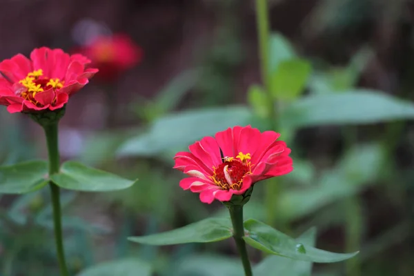 Beautiful Macro Shot Two Small Red Zinnia Flowers Garden Blurry — Photo