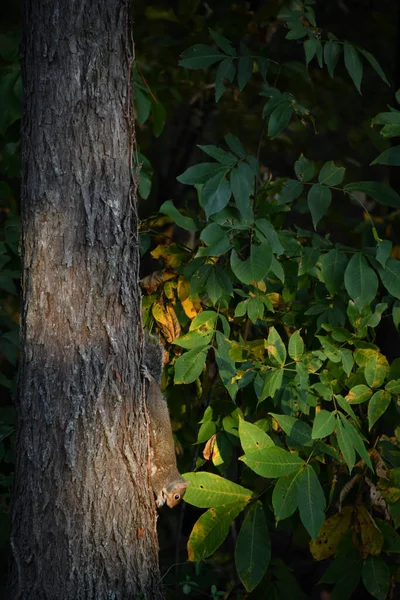 Vertical Shot Squirrel Tree Trunk — Stok fotoğraf
