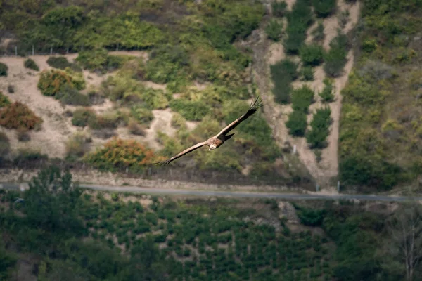 Tiro Ángulo Bajo Águila Volando Cielo Con Las Montañas Fondo —  Fotos de Stock