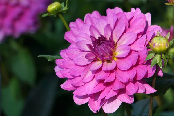 Delicate Pink Dahlia Flower Blurred Background — ストック写真